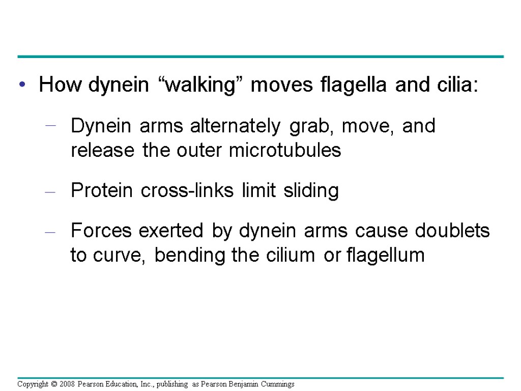 How dynein “walking” moves flagella and cilia: Dynein arms alternately grab, move, and release
